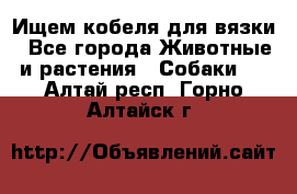 Ищем кобеля для вязки - Все города Животные и растения » Собаки   . Алтай респ.,Горно-Алтайск г.